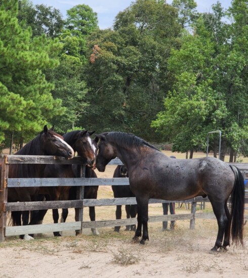 Avatar Greets Fellow Houston Police Department Horse, Admiral, and Others