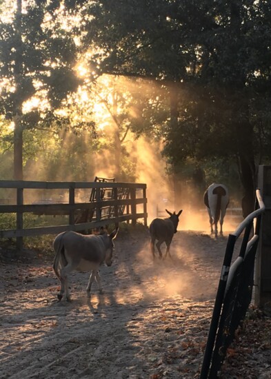 Dusk at Henry's Horse Ranch 