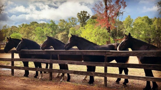 Curious Horses at Henry's Home