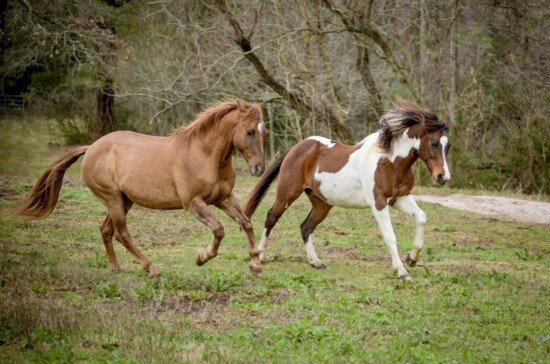 Henry (left) and His Friend Frolicking Scout