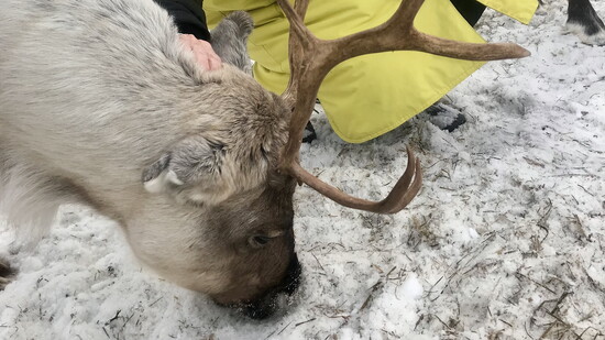 Rosemarie pets a reindeer in Lapland.