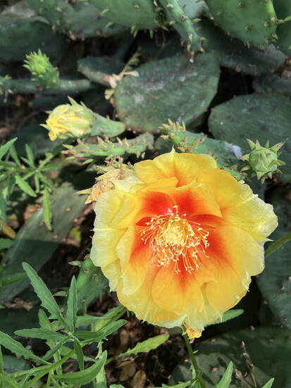 Prickly Pear Cactus