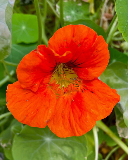 Nasturtium
