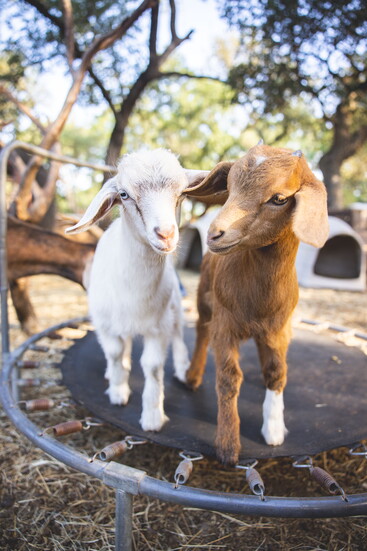 Popcorn and Peanut