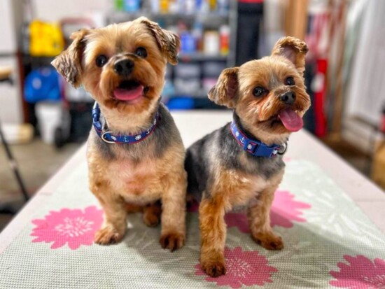 Doc and Pal, a bonded Yorkshire terrier pair.