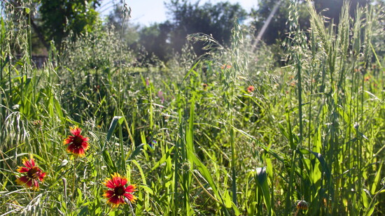 Native Wild Flower Conservation in Luther George