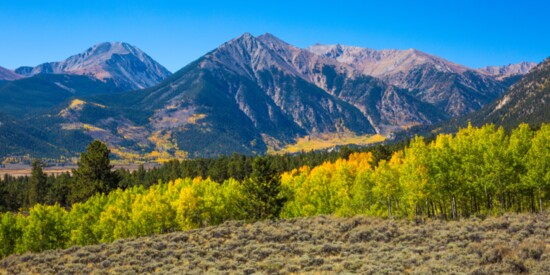 Good luck spotting just one aspen tree! These clones are tough to distinguish. 