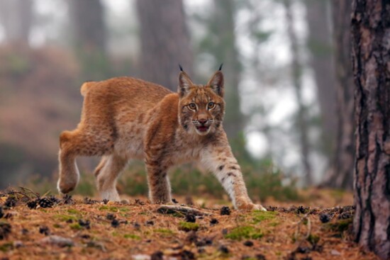 Lynx look cute, but they are dangerous predators. Look for lodgepole pines on your scavenger hunt.