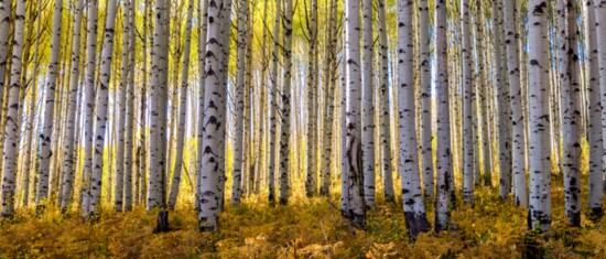 Good luck spotting just one aspen tree! These clones are tough to distinguish. 