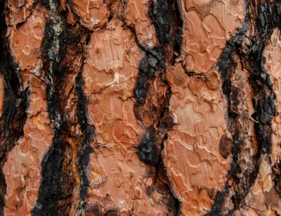 Burn scars are a sign of a healthy ponderosa forest.