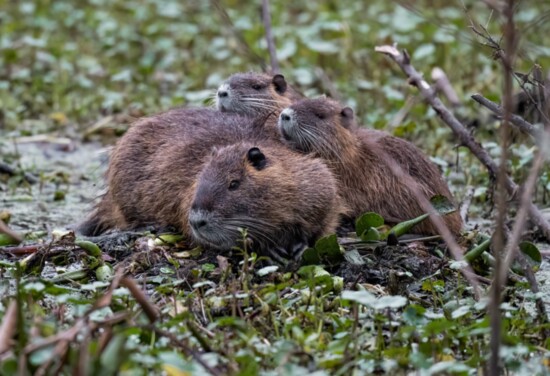 Beavers seem destructive, but actually create healthy habitats.