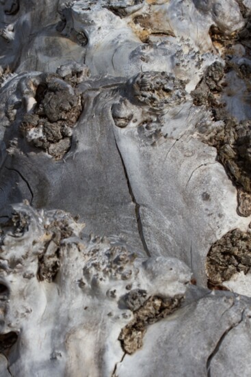 Burls distinguish otherwise identical aspen clones. 