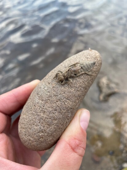 Before they metamorphose for flight, many insect larvae develop underwater.