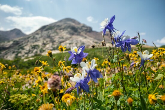 Columbine, lupine, mule's ears, paintbrush...how many specimens can you identify?