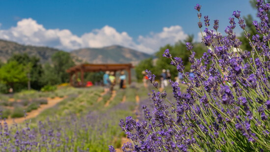 Photo: Courtesy of Denver Botanic Gardens. © Scott Dressel-Martin