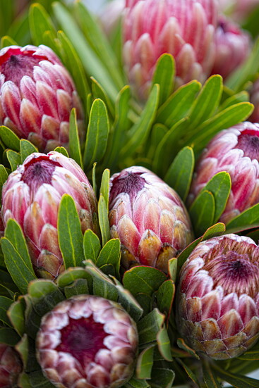 Hispanic Heritage Month is celebrated in every bouquet, basket, and recipe shared at the farmers market.