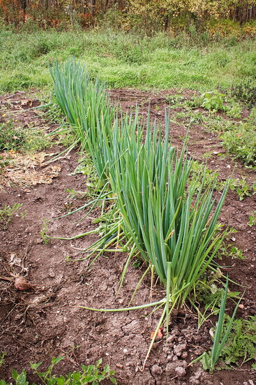 A rustic garden row of onions