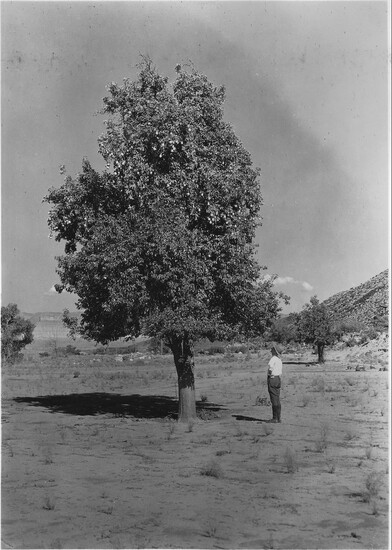 A pear tree still bearing fruit at the abandoned settlement of Duncan’s Retreat, photographed August 30, 1929, by George A. Grant. Courtesy of the National Arch