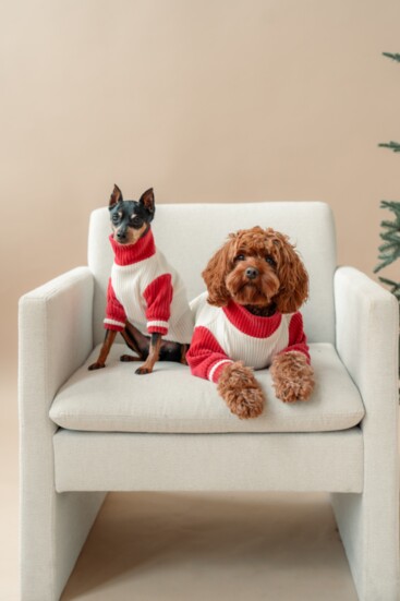 1)  Peppermint Dog Sweater, $58, shopchloandco.comWild Root Moments Photography