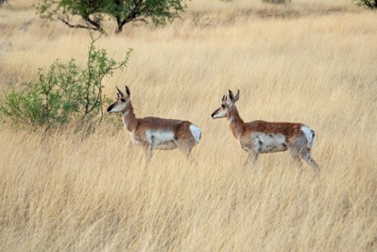 Antelope Near Sonoita (and Empire Ranch)