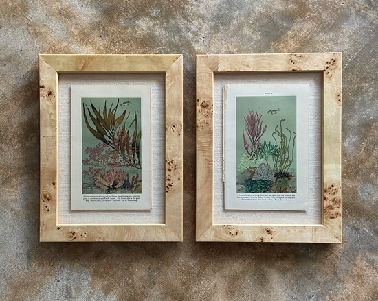 Aquatic Plant Bookplates from Gentry Custom Frames.