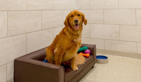 Gift Card for K9 Resorts Luxury Pet Hotel 