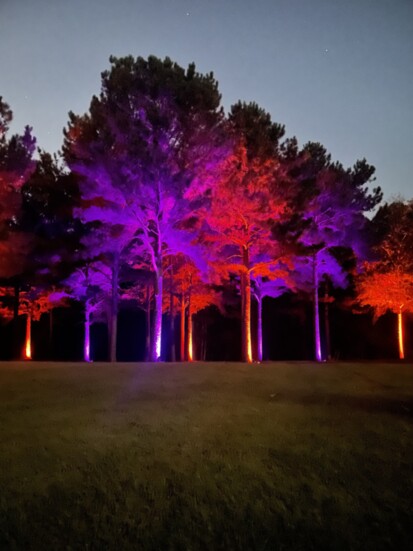 Outdoor lighting brings festive charm to these trees.