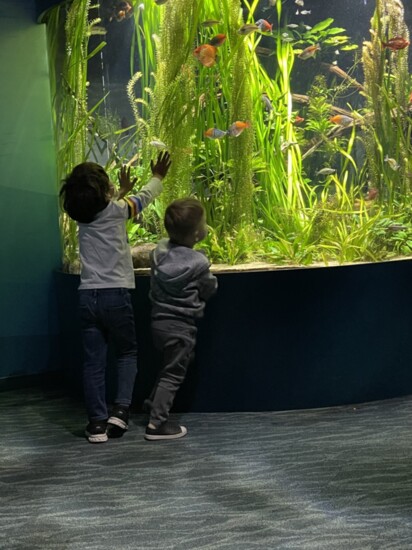 Grandchildren enjoying the fish at Shedd Aquarium