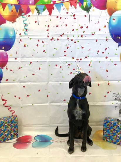 Birthdays are special at Dogtopia.