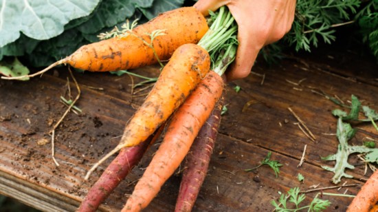 a-mans-hand-picking-up-a-bunch-of-freshly-harvested-carrots_t20_yx0kzx-550?v=1