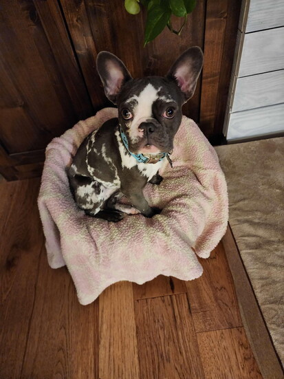 Hazel 