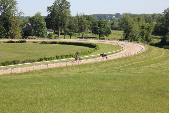 Horses on a track. Photo courtesy of Bonita Farm.
