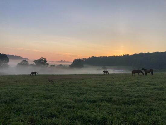 Horses in a field as mist rises. Photo courtesy of Bonita Farm.