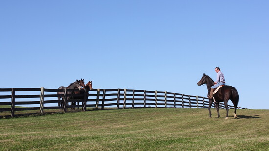 Horses and a rider in the fields. Photo courtesy: Bonita Farm.