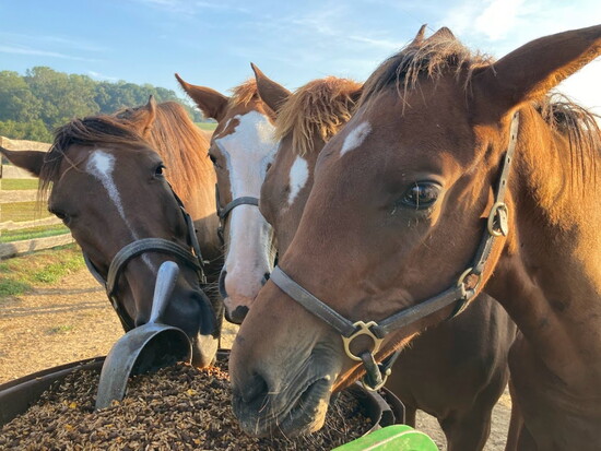 Three horses. Photo courtesy of Bonita Farm.