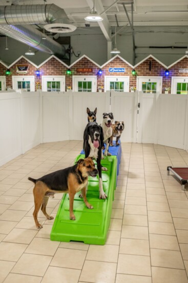 A playful set of dogs pose at Hounds Town of West Denver-Arvada.