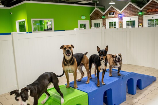 A playful set of dogs pose at Hounds Town of West Denver-Arvada.