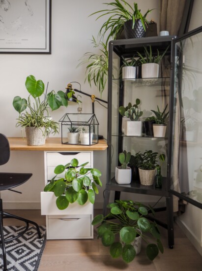No matter how you look at it, houseplants improve our lives in many ways. Indoor gardens provide us an alternative way to commune with nature.