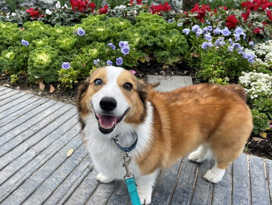 Pack Nine offers pet care focused on routines, safety, and trust. Photos courtesy of Pack Nine