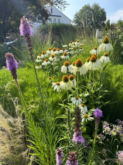 One of Jay Petrow's gardens. Photo by Jay Petrow.