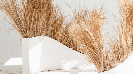 Photo by KaSandra Mitchell