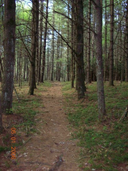 Dense Dark Pine Forest  Near Wapiti Shelter