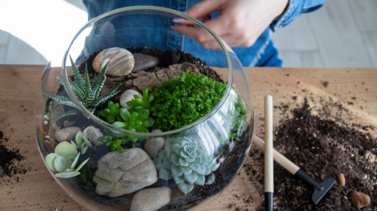 How to Create a Mini Succulent Garden