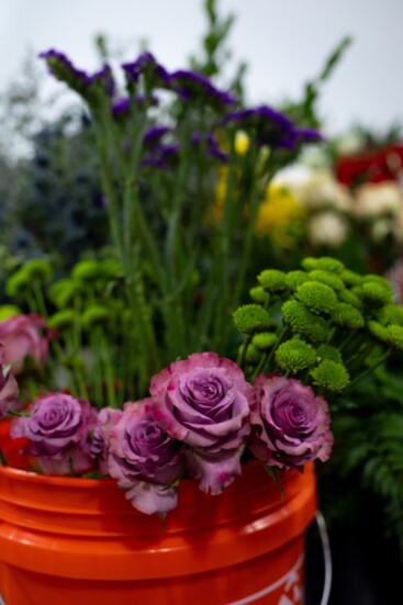 These purple roses serve as thriller alongside the red Heart Roses.