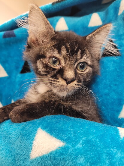 Leo (Photo: Dr. Lisa Pohlman)
