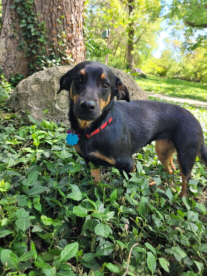 Shyla (Photo: Dr. Lisa Pohlman)