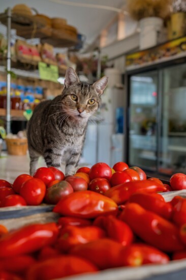 Bob the farm cat. 