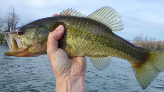 Many Treasure Valley ponds have largemouth bass, and they will challenge your angling skills.