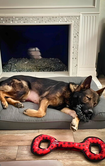 After years of service, retired K9 Ace enjoys living his best life.