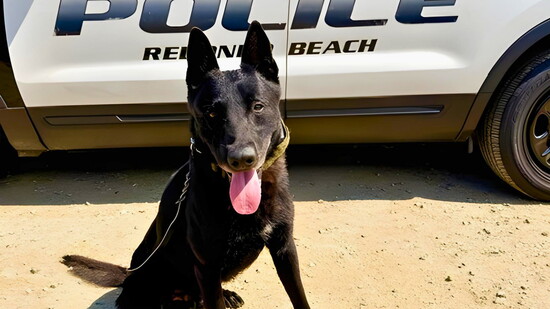 Max, Officer Haley's current K9 partner.
